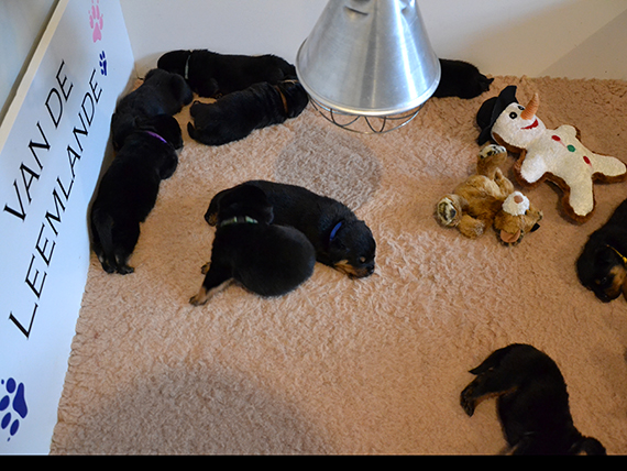 puppy's I-nest week 3